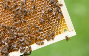 beehive comb