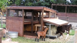 Goat Houses