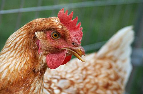 Raising Chickens for Meat and Eggs | Off The Grid News