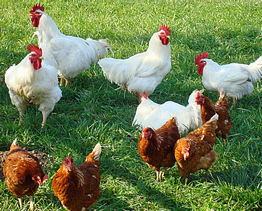 ... to some of the key aspects of raising and breeding chickens