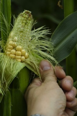 Fresh corn on the stalk