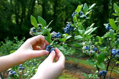 Foraging Berries