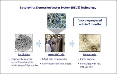 BEVS Protein Sciences