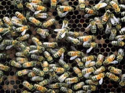 bee colony collapse