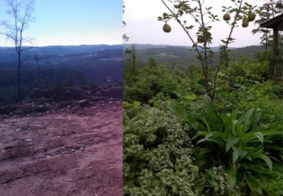 food forest 