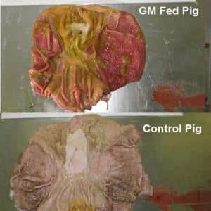 gmo pig stomach