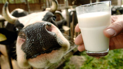 raw milk cow