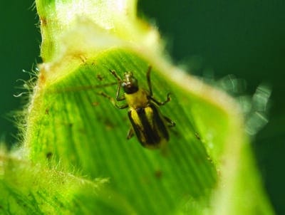 gmo resistant corn rootworm