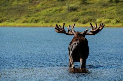 signs to watch for when hunting big game