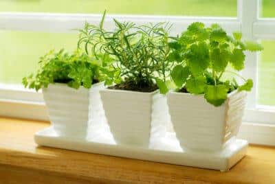 Herb garden