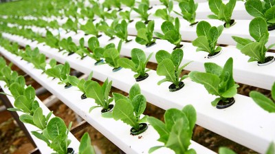 Hydroponics vs. Aquaponics: The Pros And Cons of Two ...
