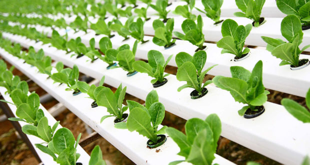 Hydroponics vs. Aquaponics: The Pros And Cons of Two Soilless Farming ...