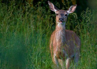 grass fed deer grass fed animals bible