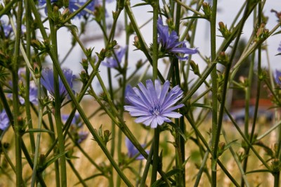 spring foraging