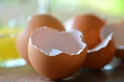 egg shells