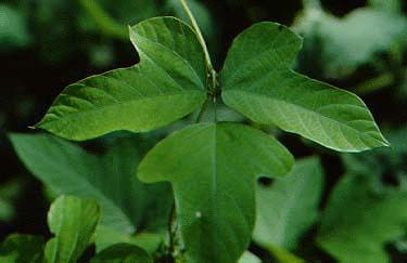 kudzu women's health