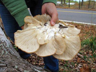 oyster mushrooms