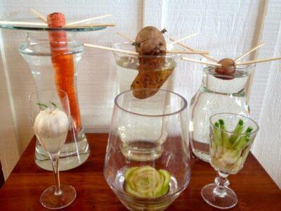 regrow veggies