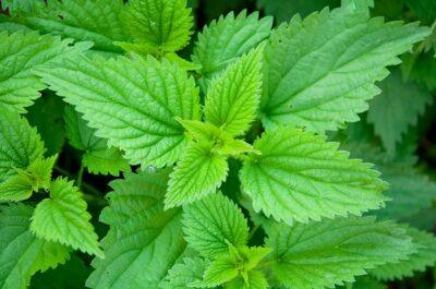 stinging nettles