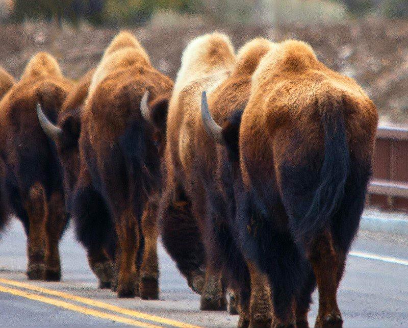 yellowstone animals volcano eruoption