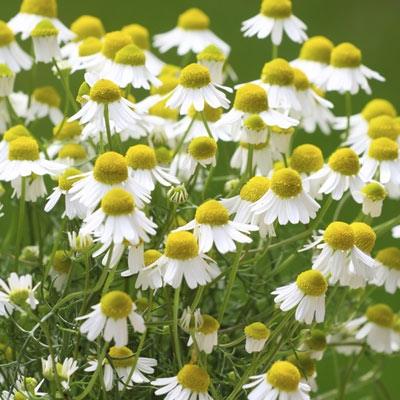 Chamomile