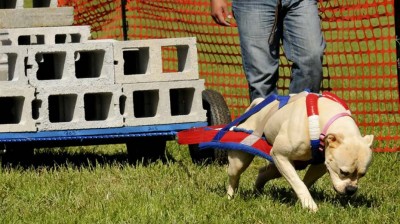 dog pulling