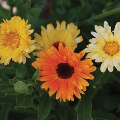 calendula