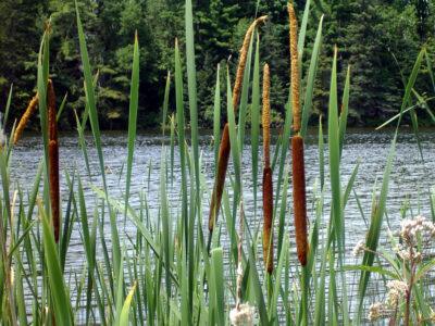 eating cattail for food