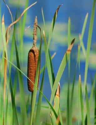 cattails