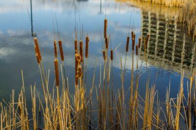 eating cattails