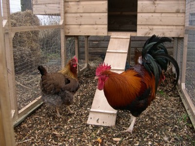 natural chicken coop cleaner