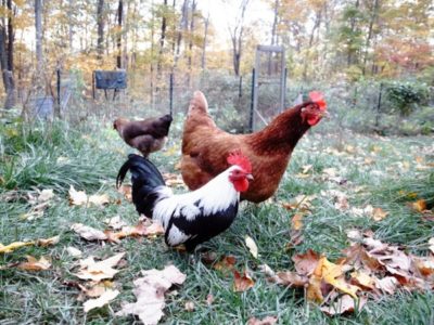 all-natural way to clean chicken coop