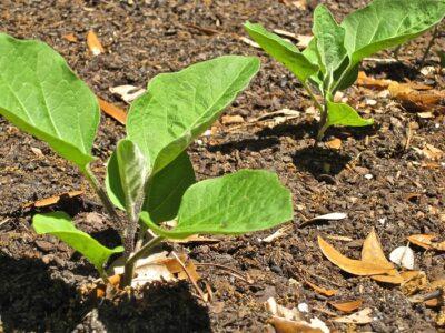 garden transplant