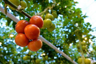 greenhouse tomatoes