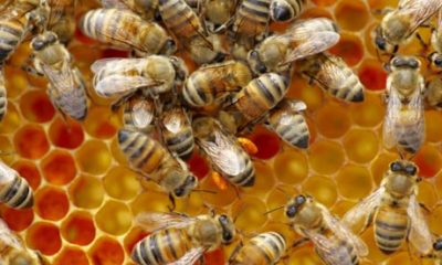 New study honeybees