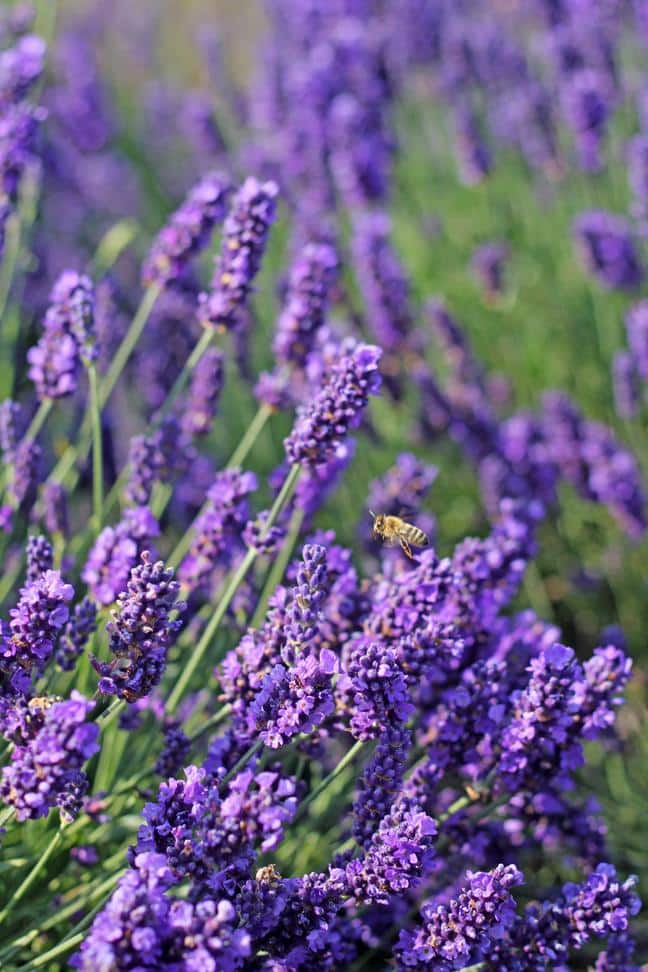 Lavender