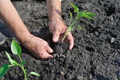 garden transplant seeds