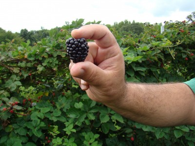 picking wild berries