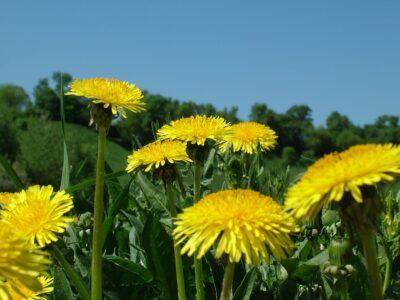 Dandelions: Backyard Survival Food That Will Extend Your Life