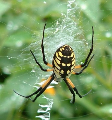 How Garden Bugs Actually Can Help Your Veggies Flourish