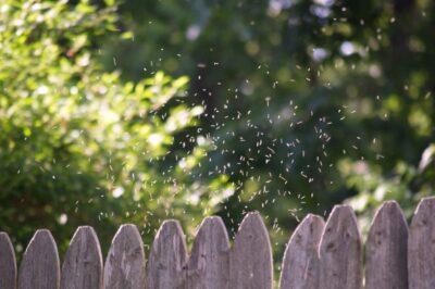 Enjoy a bug-free summer with these essential oils