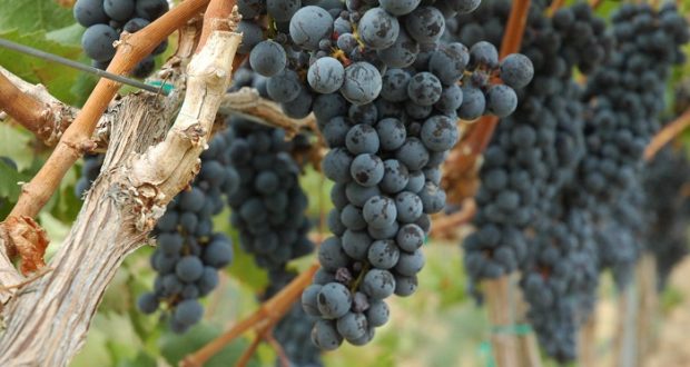 8 Easy Steps To Growing Grapes In Your Own Backyard | Off ...