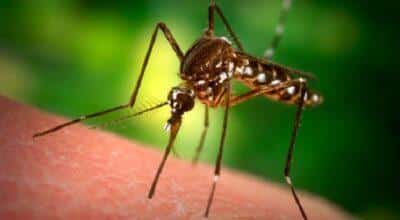 Mosquito-Proof Your Yard Naturally