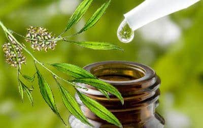 Amazing survival uses for tea tree oil