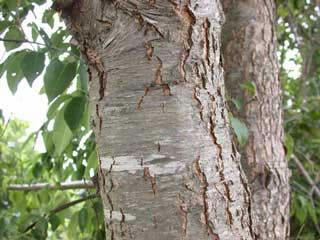 wild cherry bark