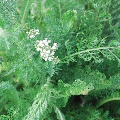 yarrow