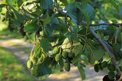 10 Medicinal Trees That Cure Virtually Everything