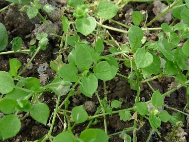 Chickweed. Image source: EdibleWildFood.com