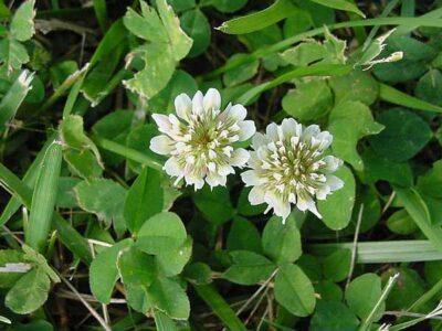 Why 'Wild Gardening' Just May Beat Traditional Gardening