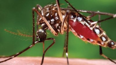 GM Mosquitoes Coming To America